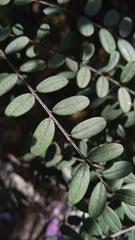 Sophora macrocarpa