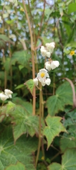 Begonia palmeri