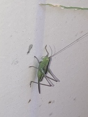 Conocephalus strictus