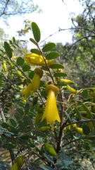 Sophora macrocarpa