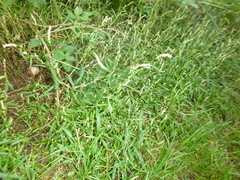 Persicaria minor