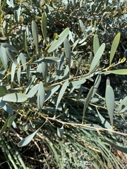 Acacia longifolia