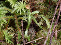 Plagiothecium undulatum