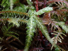 Plagiothecium undulatum