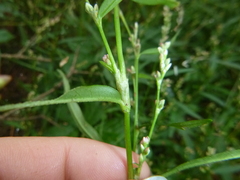 Persicaria minor