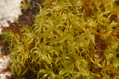 Ulota