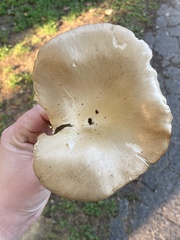 Pleurotus populinus
