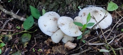 Leucocoprinus ianthinus