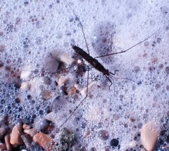 Limnoporus dissortis