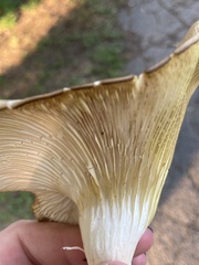 Pleurotus populinus