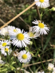 Erigeron