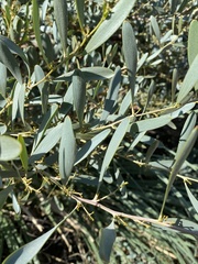 Acacia longifolia