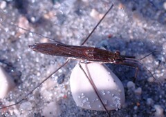 Limnoporus dissortis