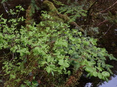 Vaccinium ovalifolium