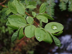 Vaccinium ovalifolium