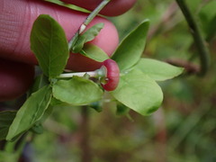 Vaccinium ovalifolium