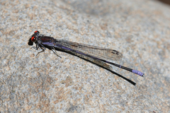 Argia oenea