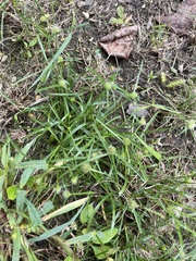 Cyperus brevifolius