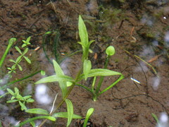 Veronica scutellata