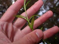 Veronica scutellata