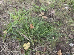 Cyperus brevifolius