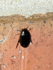 Thermonectus basillaris basillaris