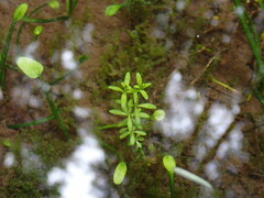 Galium trifidum