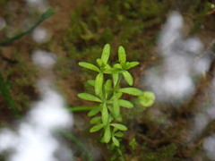 Galium trifidum