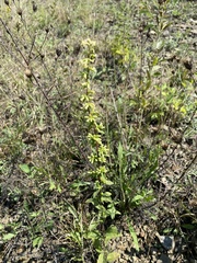 Solidago bicolor
