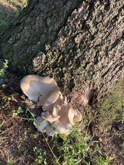 Pleurotus populinus