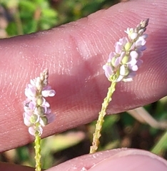 Polygala verticillata