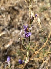 Delphinium peregrinum