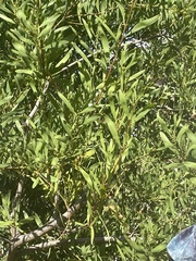 Acacia longifolia