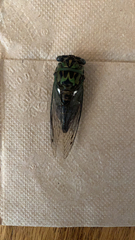 Neotibicen pruinosus