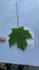 Acer platanoides