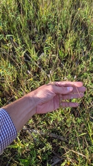 Polygala verticillata