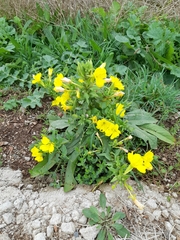 Oenothera glazioviana