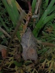 Acleris effractana