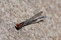 Argia oenea
