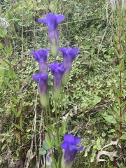 Gentianopsis crinita