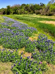 Lupinus texensis