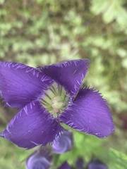 Gentianopsis crinita