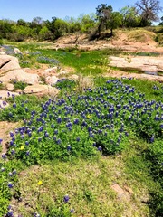 Lupinus texensis