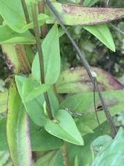 Gentianopsis crinita