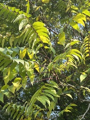 Juglans nigra