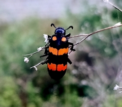 Hycleus biundulatus