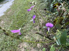 Desmodium