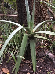 Aloe vera