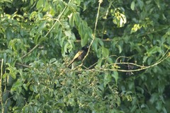 Drepanorhynchus reichenowi