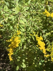 Solidago rugosa